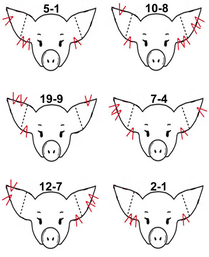 32-pig-ear-notching-worksheet-support-worksheet