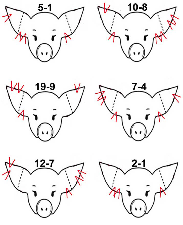 Ear Notching » Certified Pedigreed Swine